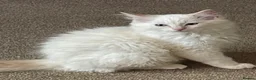 Ragdoll cats for sale: Pure ragdoll kittens  - Advert 2