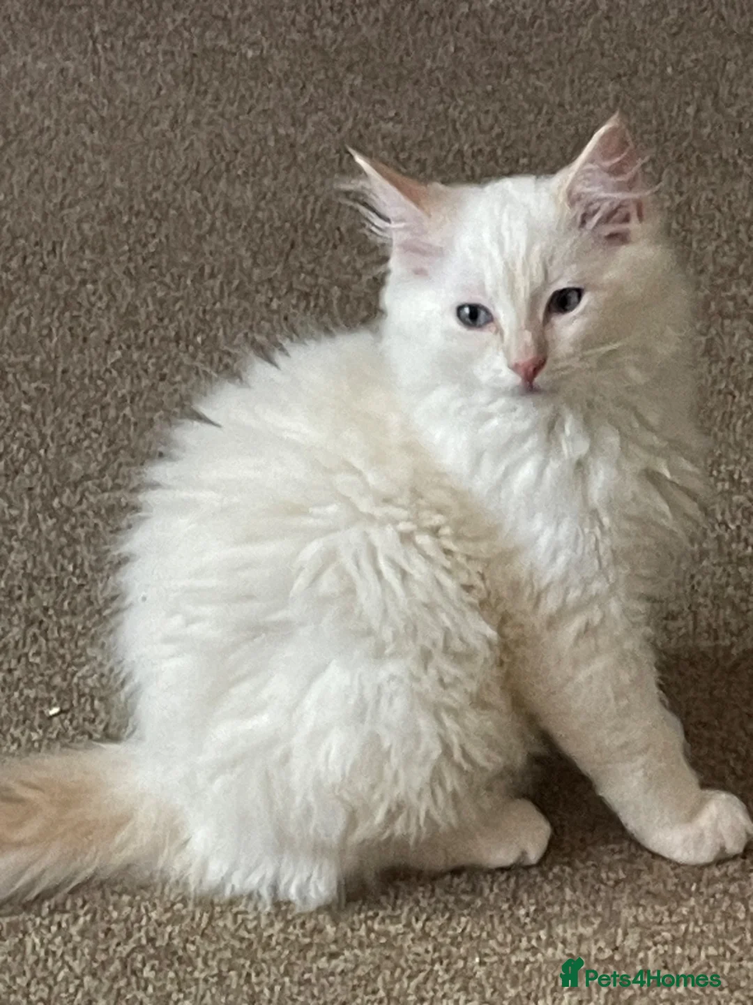 Ragdoll cats for sale: Pure ragdoll kittens  - Advert 2