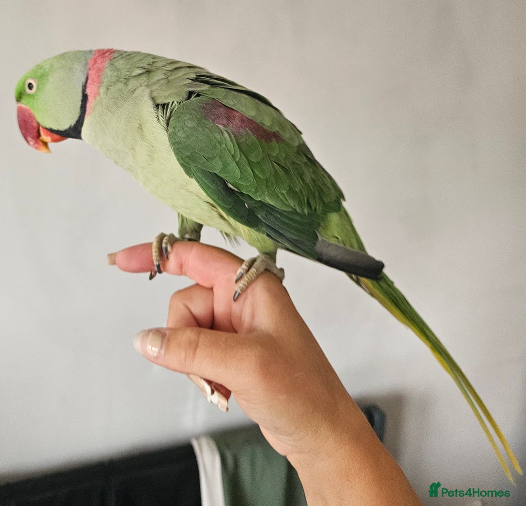 Parakeets birds for sale: Echo the alexandrine  - Image 4