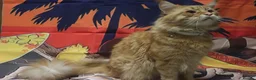 Maine Coon cats for sale: Last Gorgeous Affectionate Maine Coon Cross Kitten - Advert 7