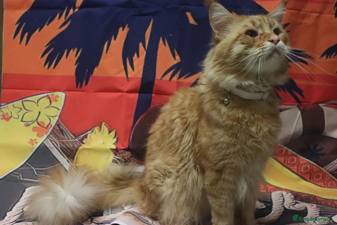 Maine Coon cats for sale: Last Gorgeous Affectionate Maine Coon Cross Kitten - Advert 7