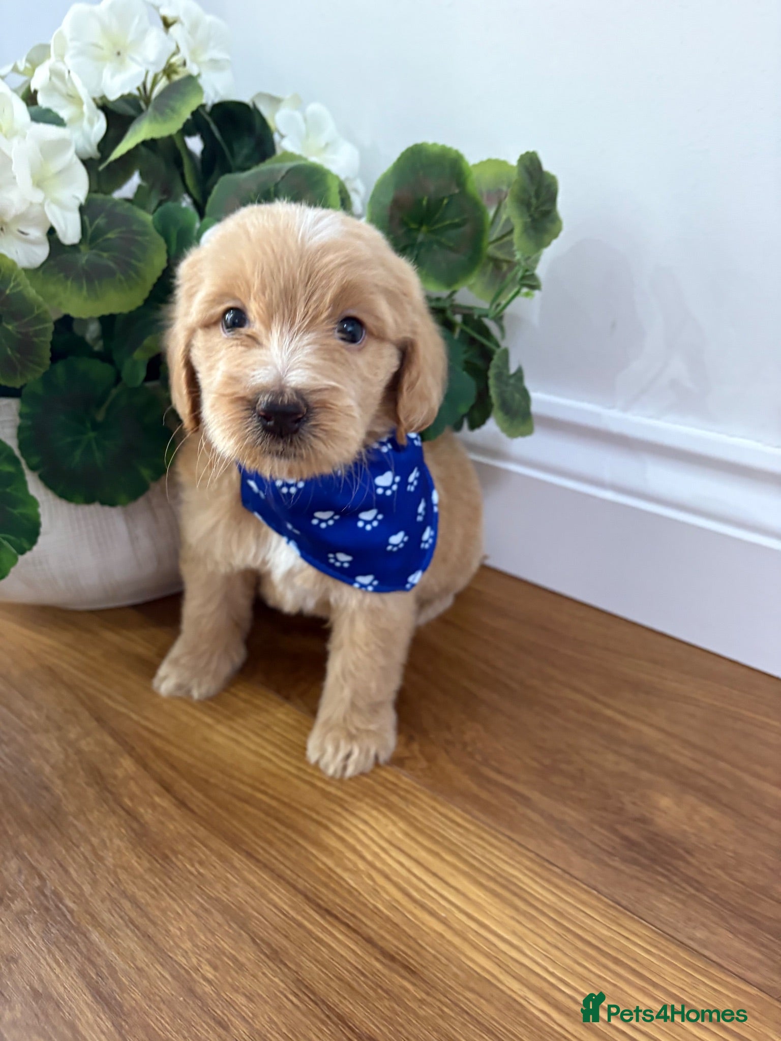 Goldendoodle dogs Multigenerational Goldendoodle Girl Licensed - Advert 2