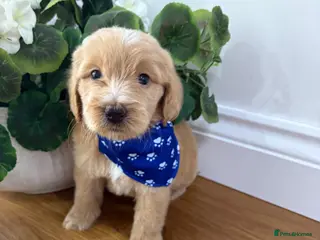 Goldendoodle dogs Multigenerational Goldendoodle Girl Licensed - Advert 2
