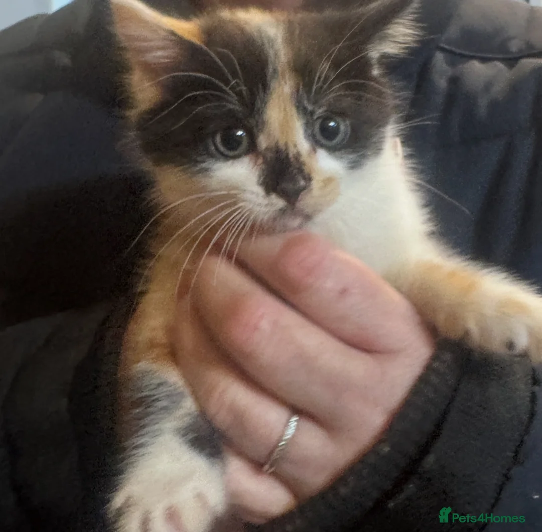 British Longhair cats for sale: Beautiful kittens  - Advert 3