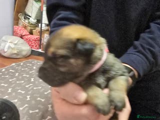 Mixed Breed dogs Cross between gsd/whippet/Huskey - Advert 5