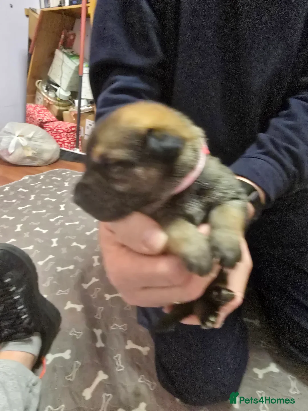 Mixed Breed dogs for sale: Cross between gsd/whippet/Huskey - Advert 5