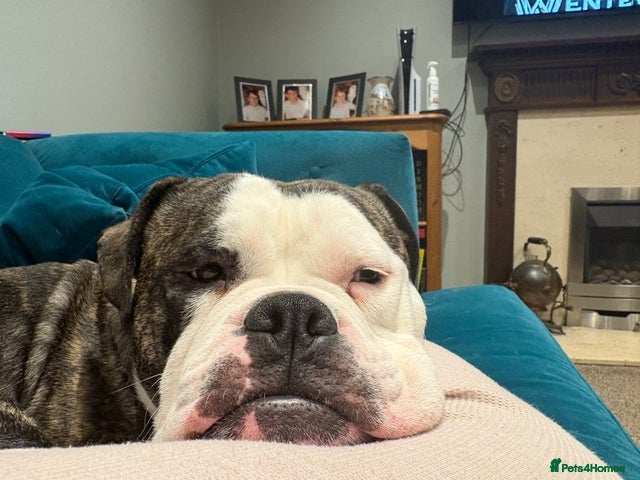 Dorset Olde Tyme Bulldogge dogs olde tyme bulldog looking for forever home - Advert 18