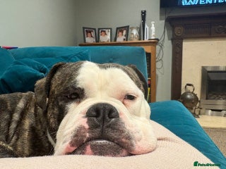 Dorset Olde Tyme Bulldogge dogs olde tyme bulldog looking for forever home - Advert 18