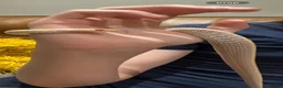 Garter Snake reptiles for sale: X2 albino garter snakes with enclosure  in Ammanford - Advert 4