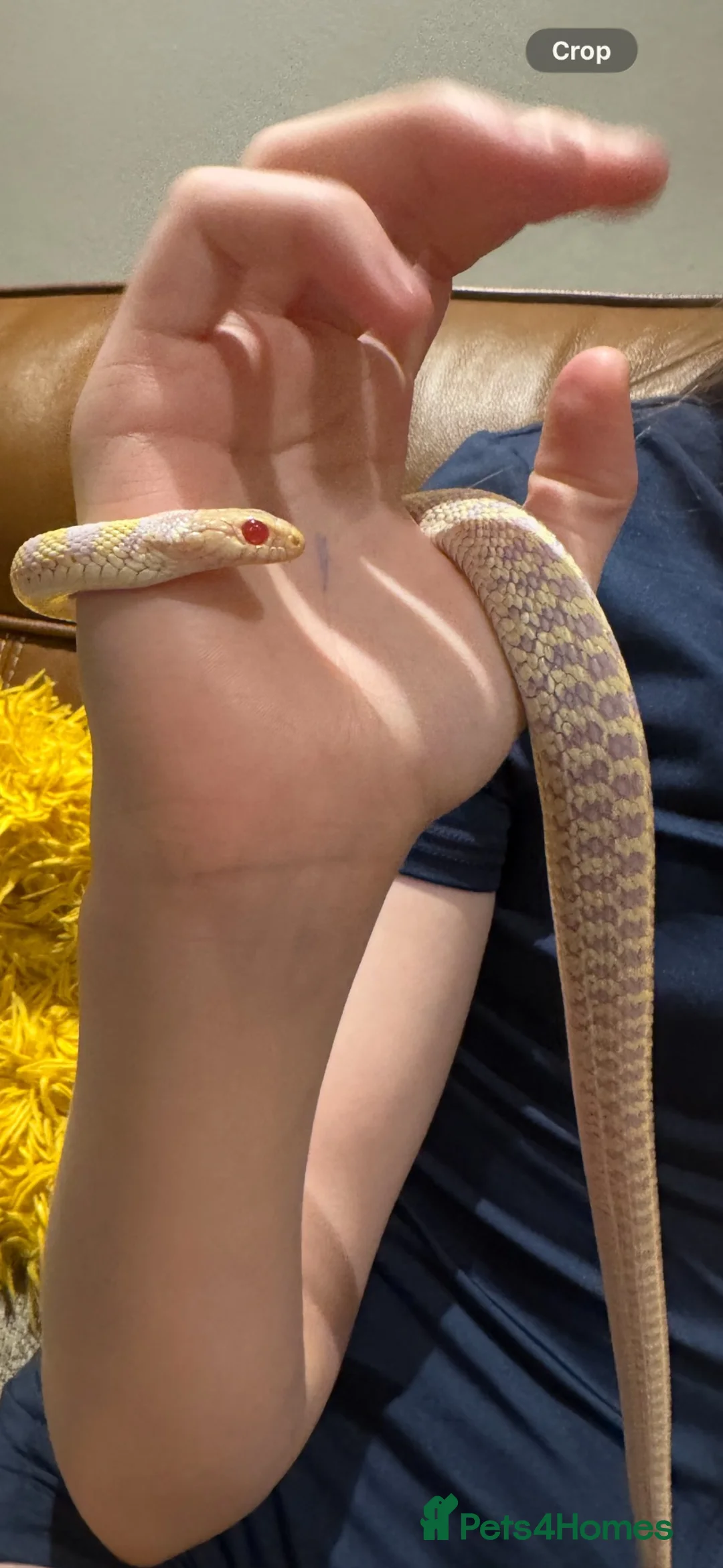 Garter Snake reptiles for sale: X2 albino garter snakes with enclosure  in Ammanford - Advert 4