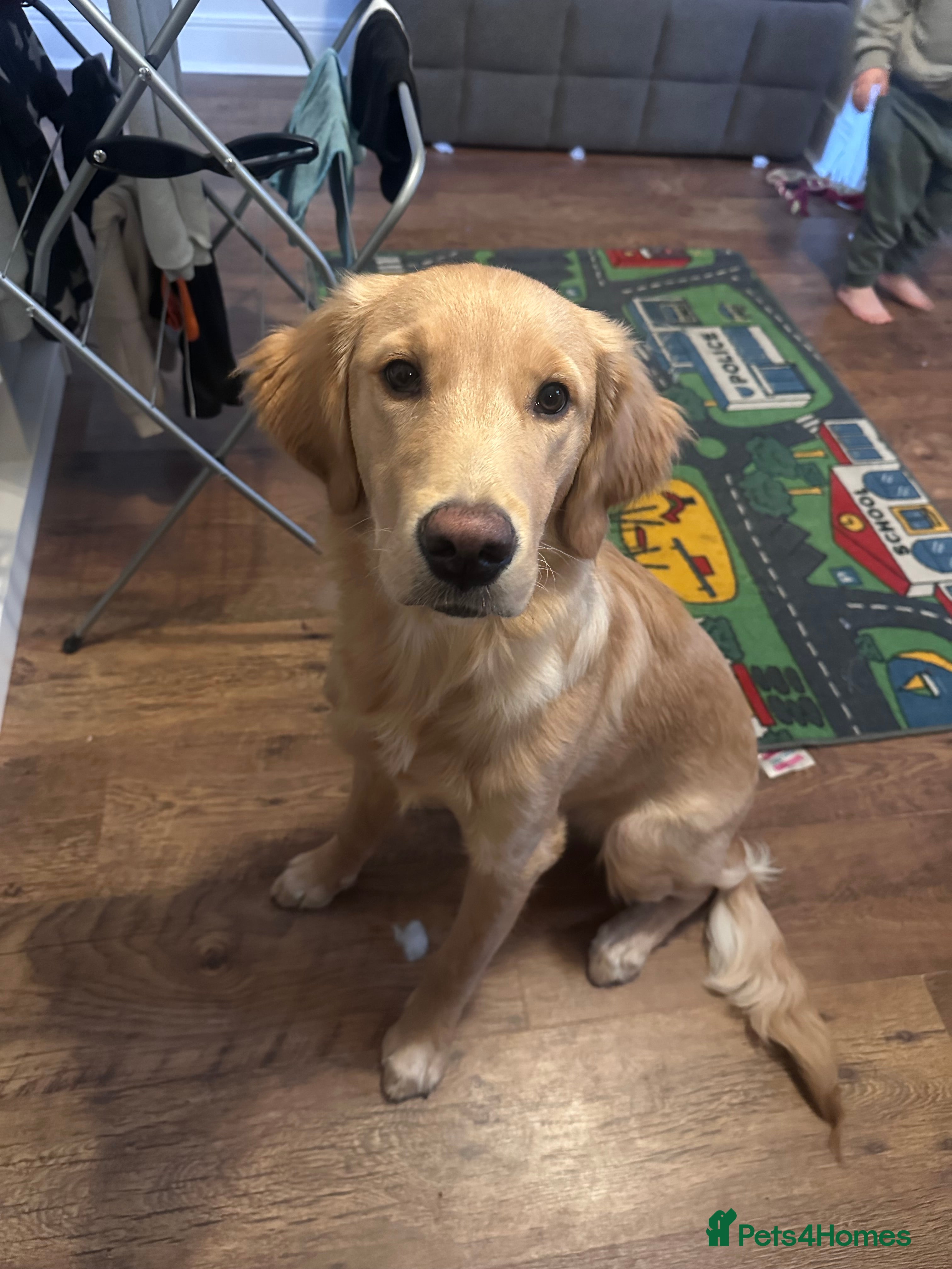 Golden Retriever dogs 6½ Month Old KC‑Registered Golden Retriever - Advert 3