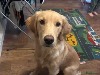 Golden Retriever dogs 6½ Month Old KC‑Registered Golden Retriever - Advert 3