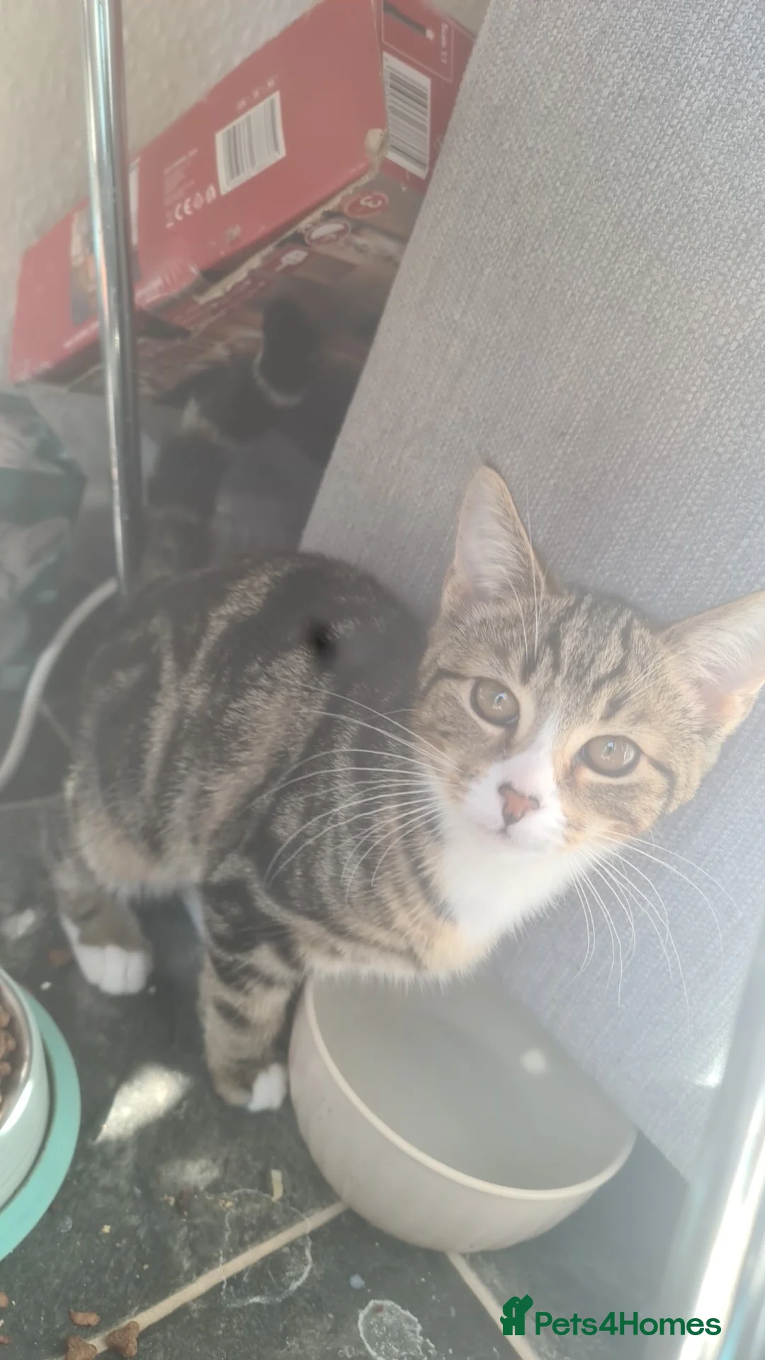 Mixed Breed cats for sale: Calico+ British shorthair  - Advert 2