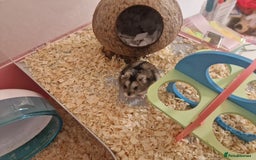 Hamster rodents for sale: Dwarf hamster  - Image 3