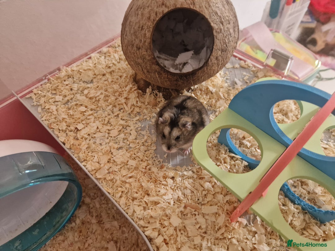 Hamster rodents for sale: Dwarf hamster  - Image 3