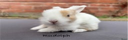 Mixed Breed rabbits for sale: Beautiful Baby Rabbits  - Advert 1