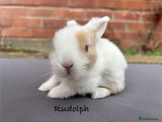 Mixed Breed rabbits Beautiful Baby Rabbits - Advert 1