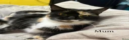 Mixed Breed cats for sale: 2 Male and 2Female kittens  in Hayes - Advert 19