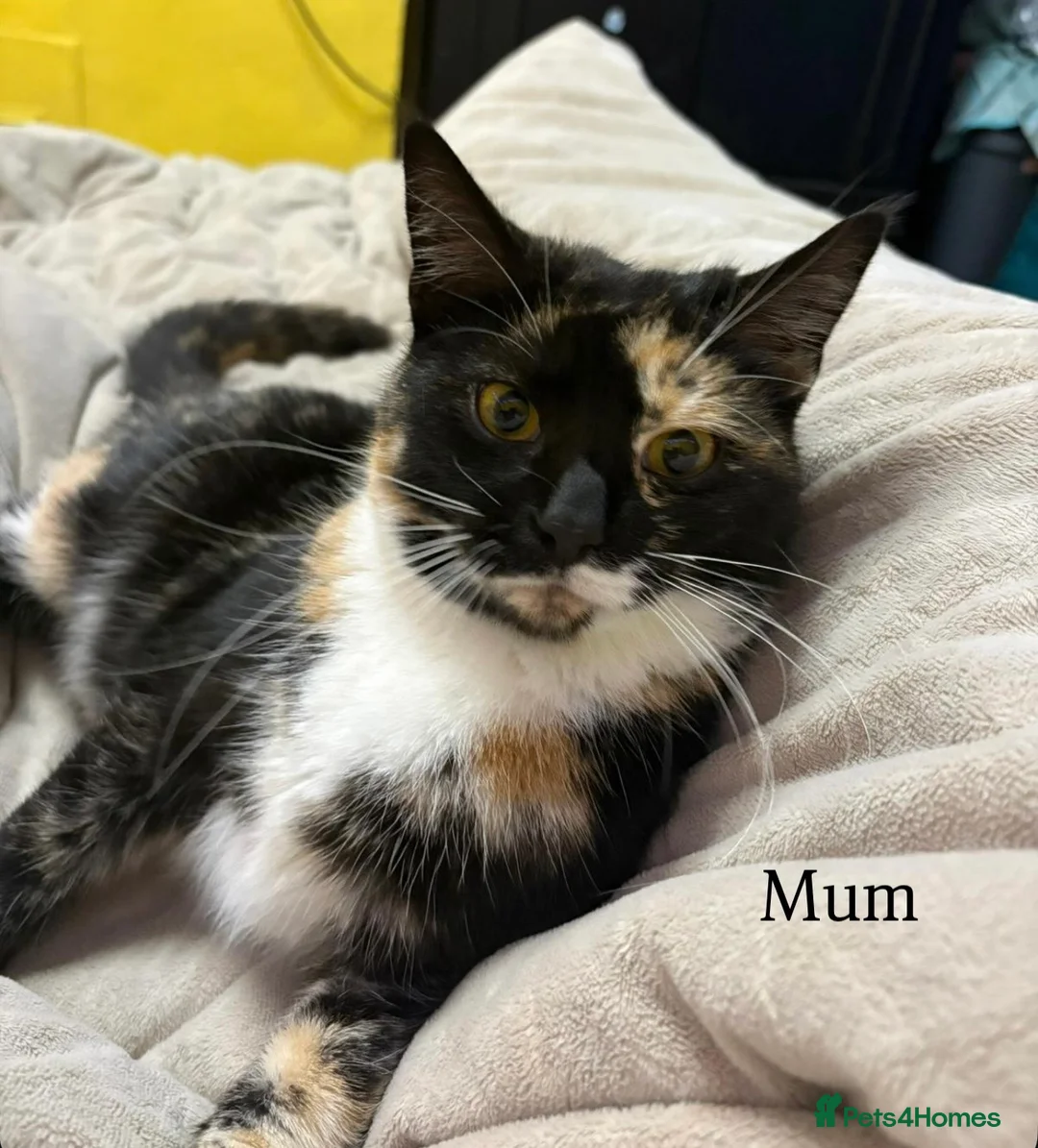 Mixed Breed cats for sale: 2 Male and 2Female kittens  in Hayes - Advert 19