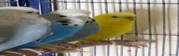 Budgerigars birds for sale: 5 Budgies for sale  - Advert 9