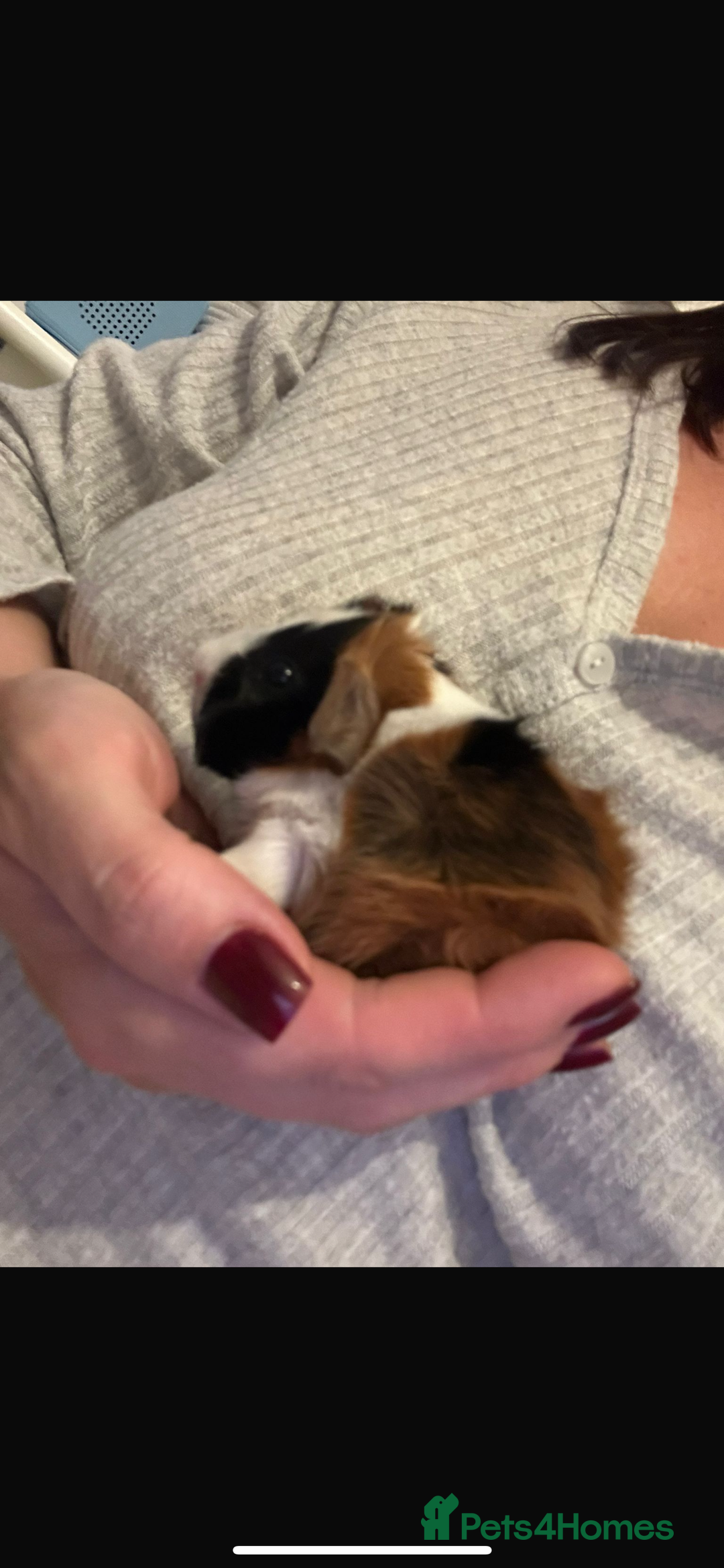 Guinea Pig rodents for sale: 4 guinea pigs  - Image 3