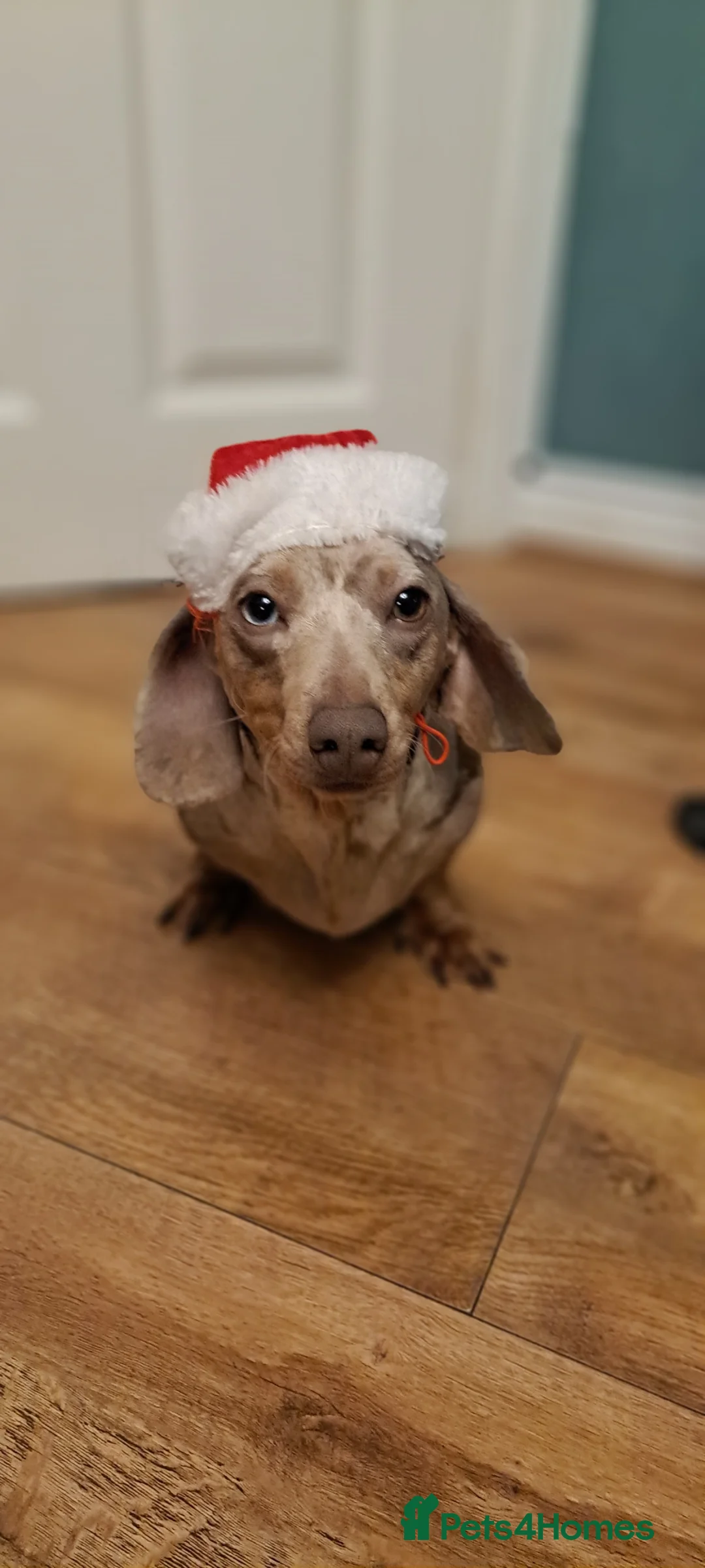 Miniature Dachshund dogs for sale: Beautiful Miniture Dachshund 1 Girl Left - Advert 7