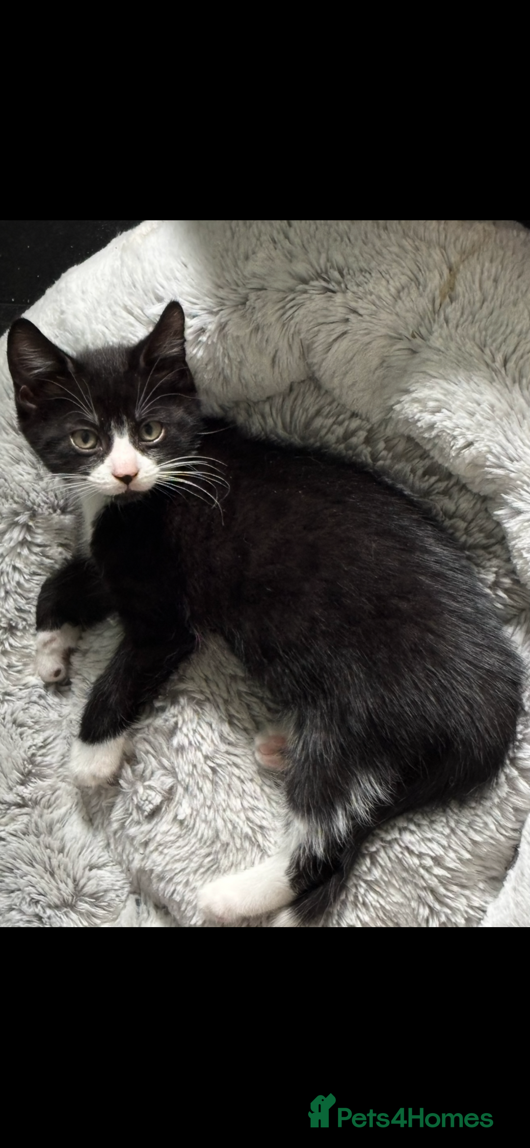 Domestic Shorthair cats for adoption: Adopt from Cats in Crisis East London  - Image 2