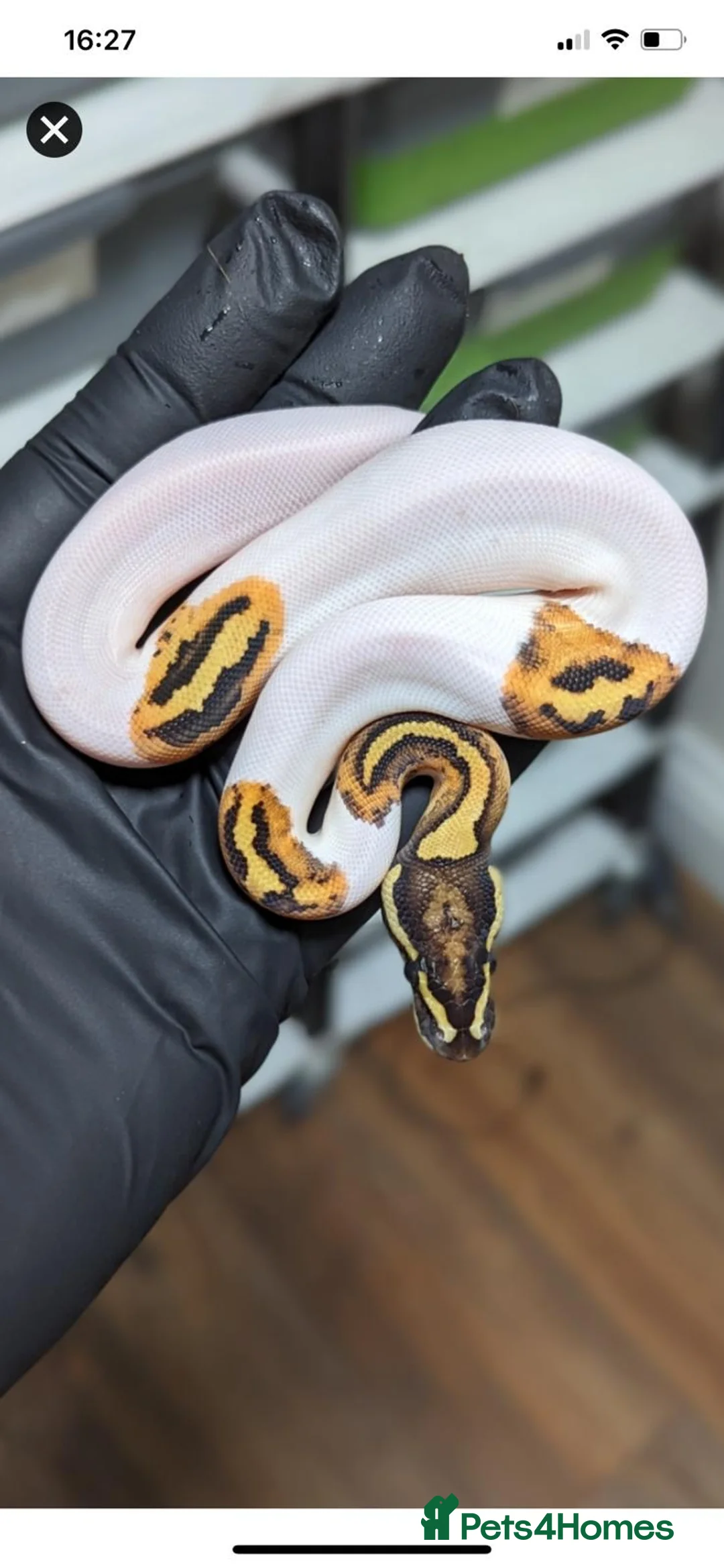 Python Snake reptiles for sale: Royal phython male  - Advert 2