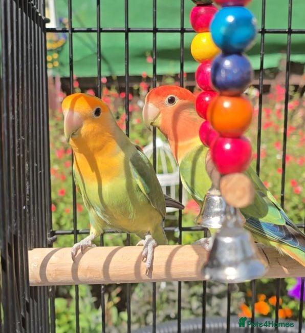 Lovebirds birds 2 Lovebirds with Large Cage Food Accessories - Advert 1