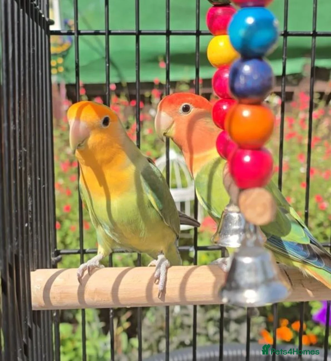 Lovebirds birds for sale: 2 Lovebirds with Large Cage Food Accessories - Advert 1