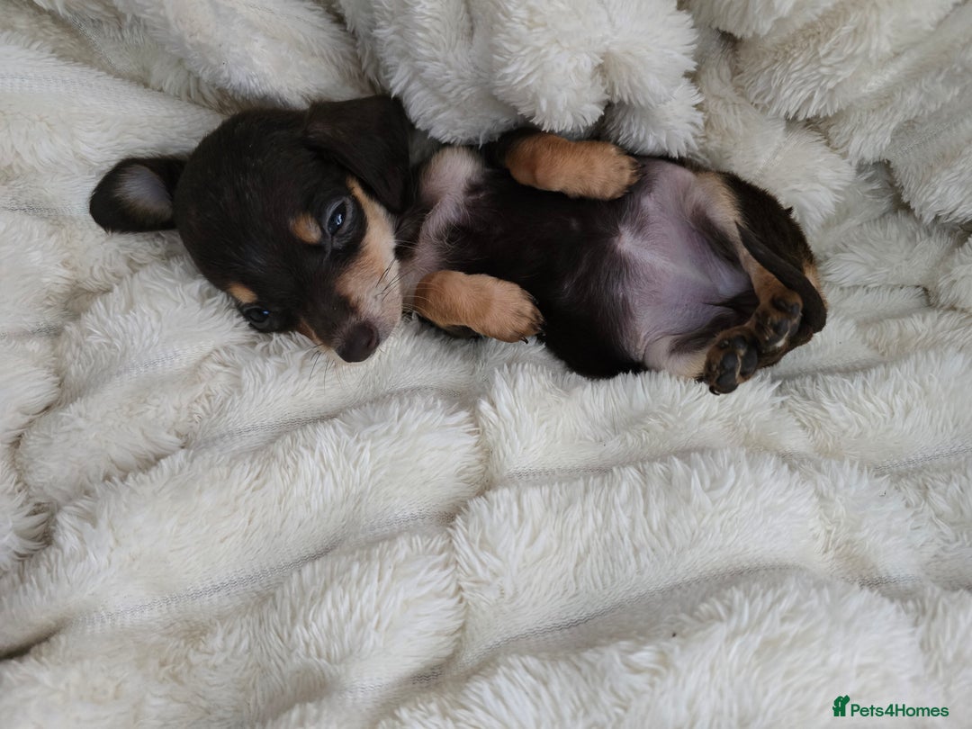 Miniature Dachshund dogs for sale: Miniature dachshunds  - Image 11