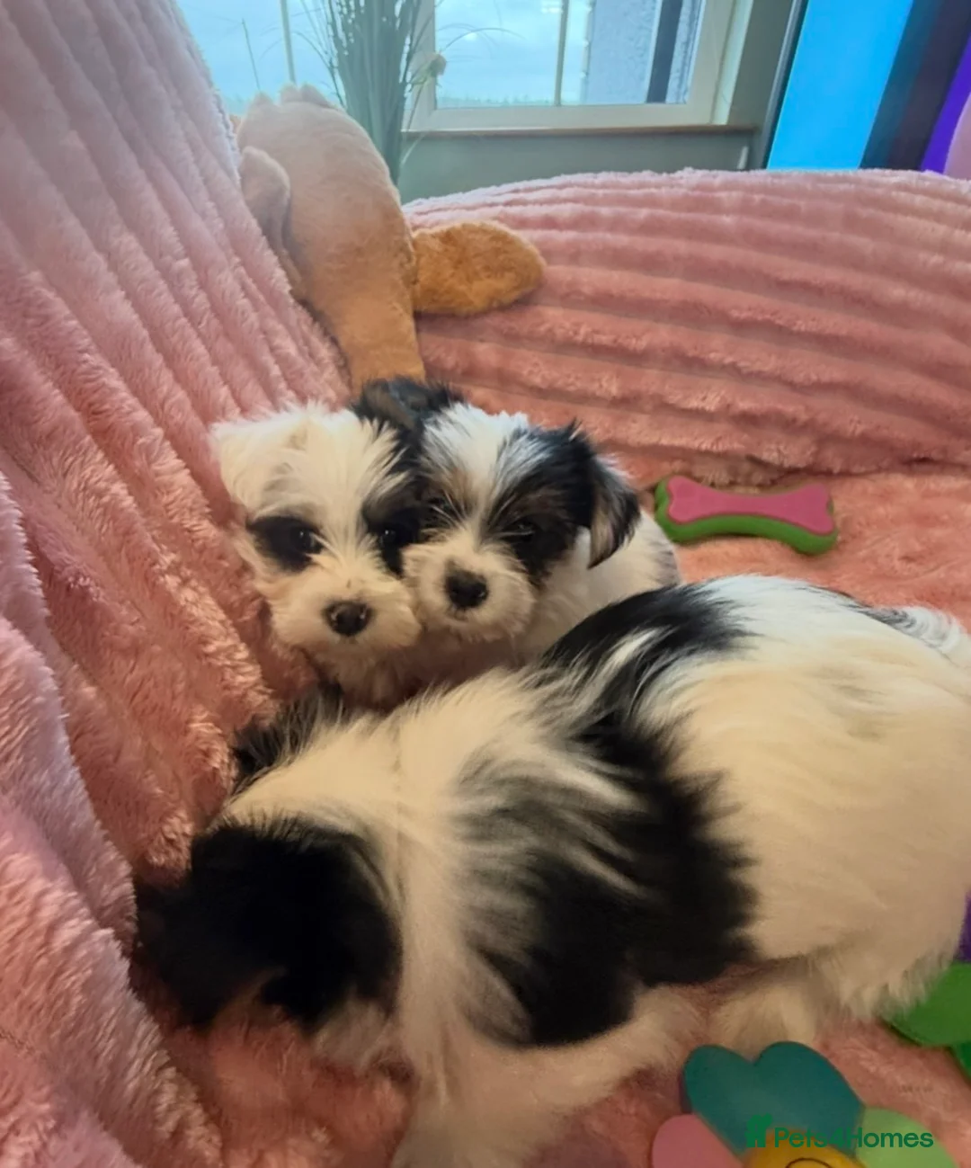 Yorkshire Terrier dogs for sale: Miniature Yorkshire Terrier Puppies  - Advert 11