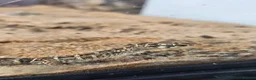 Gecko reptiles for sale: 2 female viper geckos + full setup in London - Advert 5