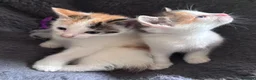 Mixed Breed cats for sale: Kittens beautiful mixed breed 🐈🐈‍⬛🐈🐈 - Advert 11