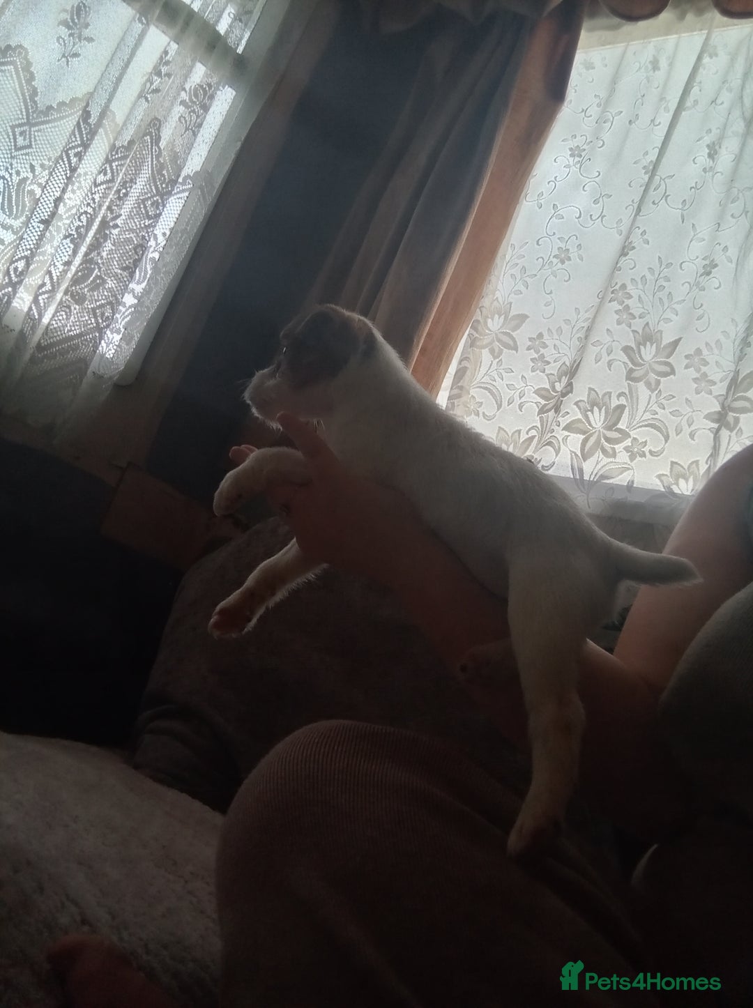 Mixed Breed dogs for sale: URGENT GIRL jack Russell puppy  - Advert 4