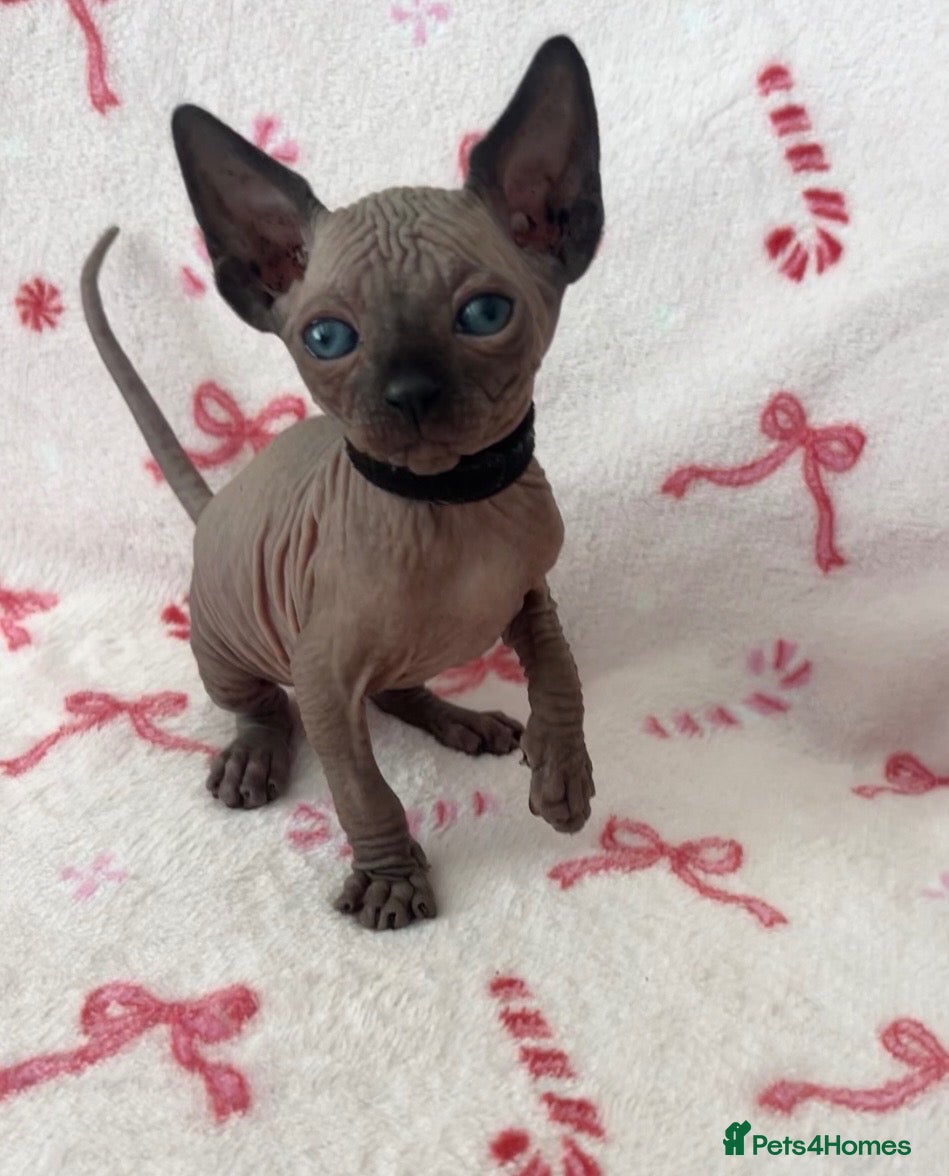 Sphynx cats (LAST 2) Sphynx Kittens - Advert 1