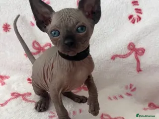 Sphynx cats (LAST 2) Sphynx Kittens - Advert 1