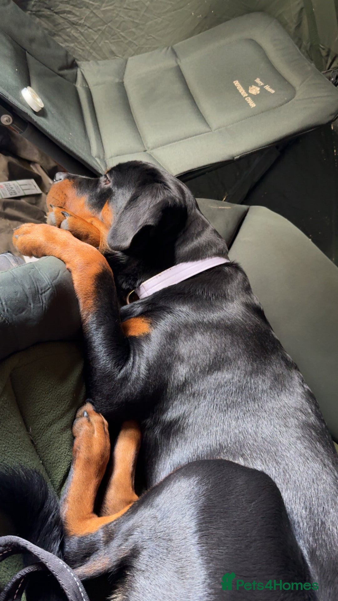 Rottweiler dogs for sale: 9 month old Rotty  - Advert 2