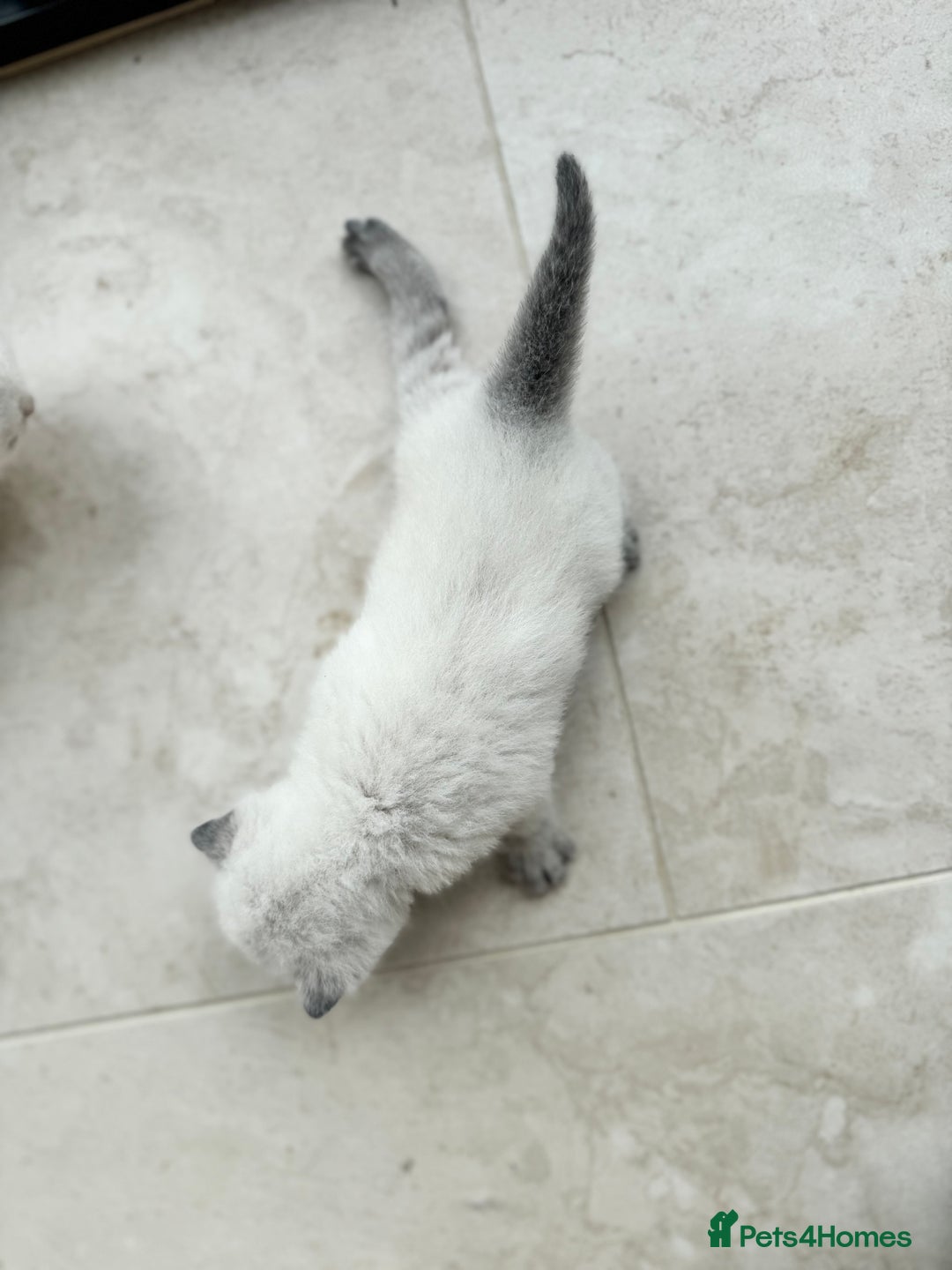 British Shorthair cats for sale: PEDIGREE BRITISH SHORTHAIR KITTENS COLOURPOINT - Image 6