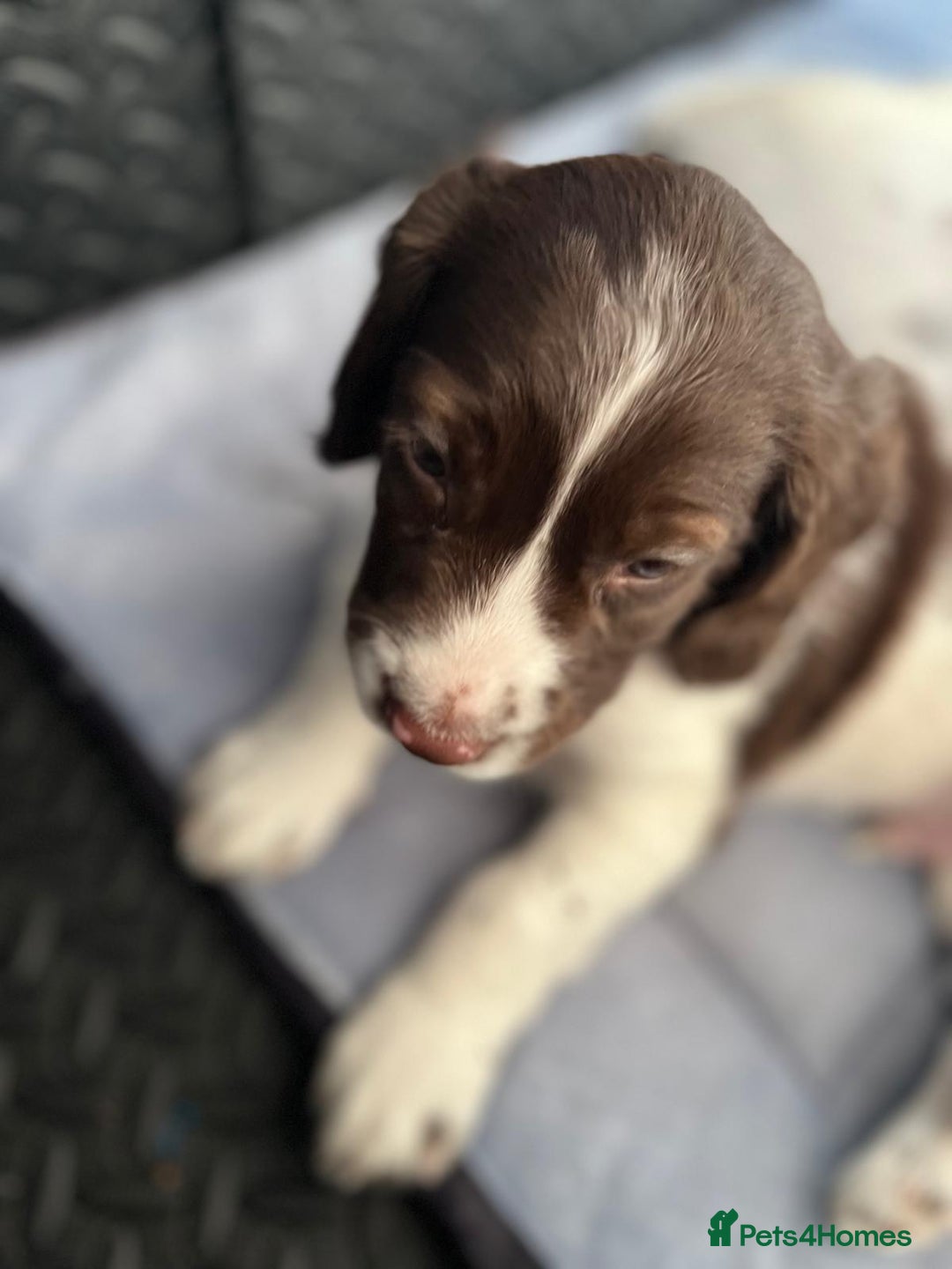 English Springer Spaniel dogs for sale: Beautiful English springer spaniel puppies - Image 9