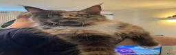 Maine Coon cats for sale: Gorgeous Tica Registered Maine Coon Girl  - Advert 9