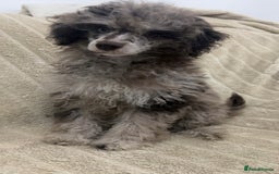 Toy Poodle dogs for stud: Chocolate Merle poodle for stud.  - Image 4