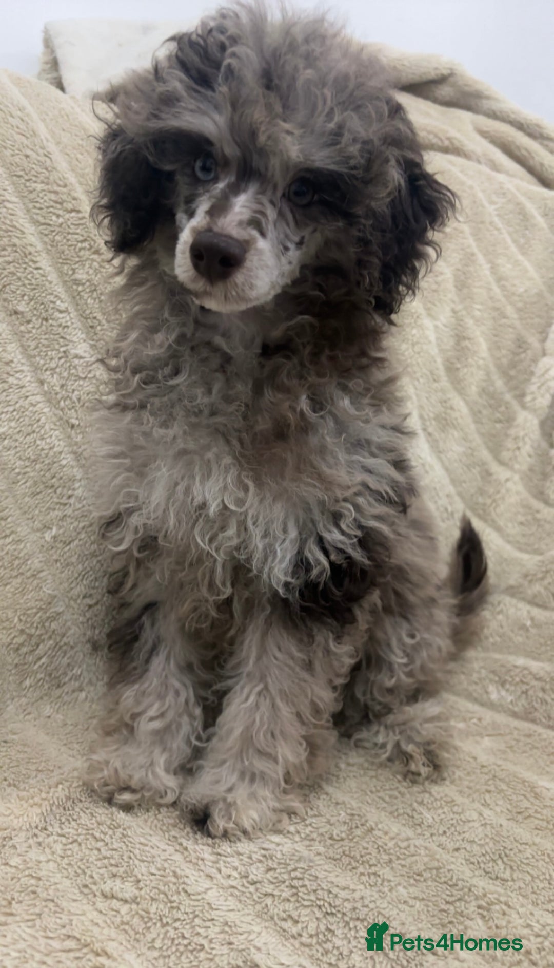 Toy Poodle dogs for stud: Chocolate Merle poodle for stud.  - Image 4