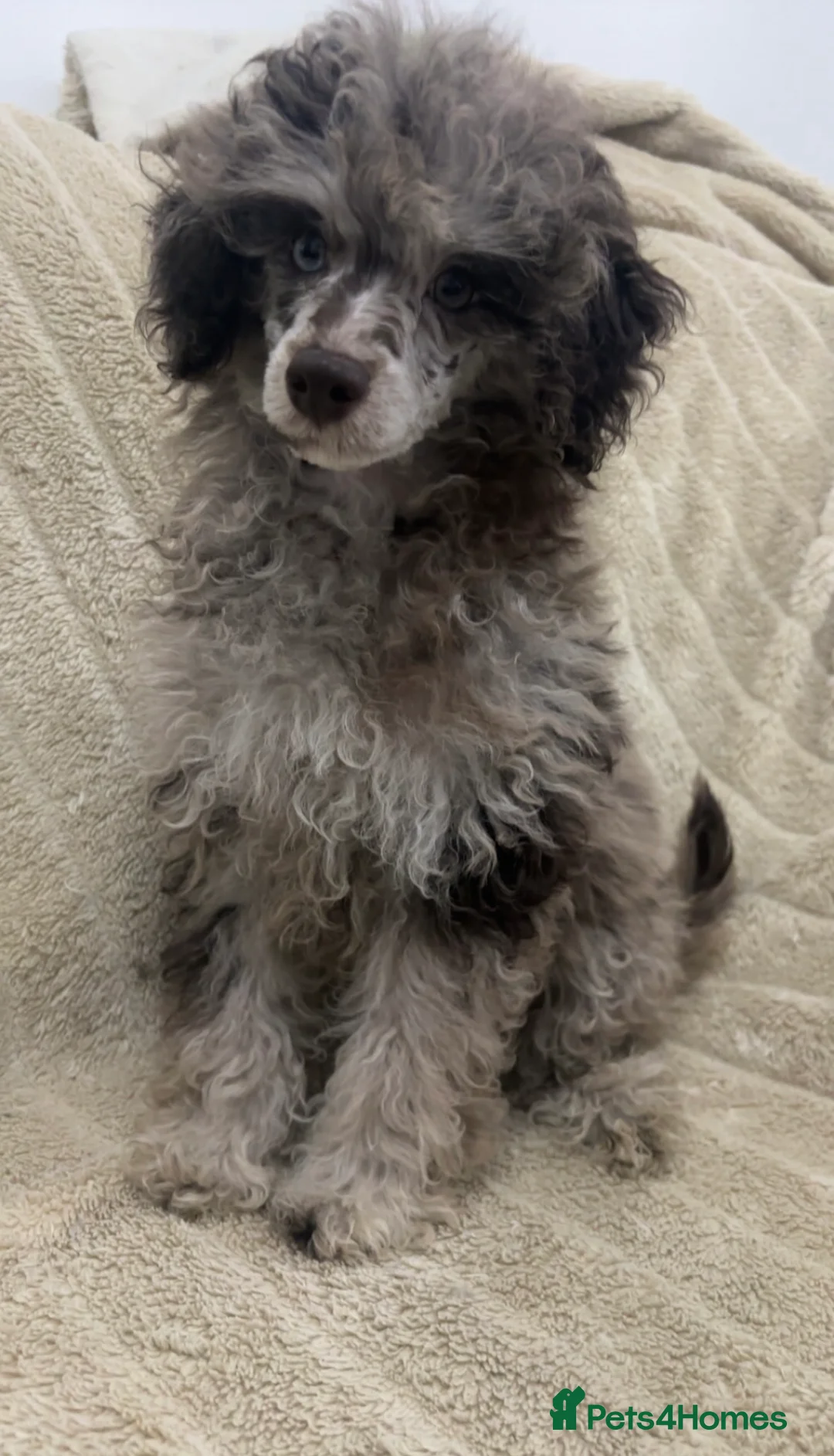 Toy Poodle dogs for stud: Chocolate Merle poodle for stud.  - Advert 6