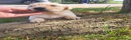 Golden Retriever dogs for sale: KC Registered Golden Retrievers- DNA Health Tested - Advert 19