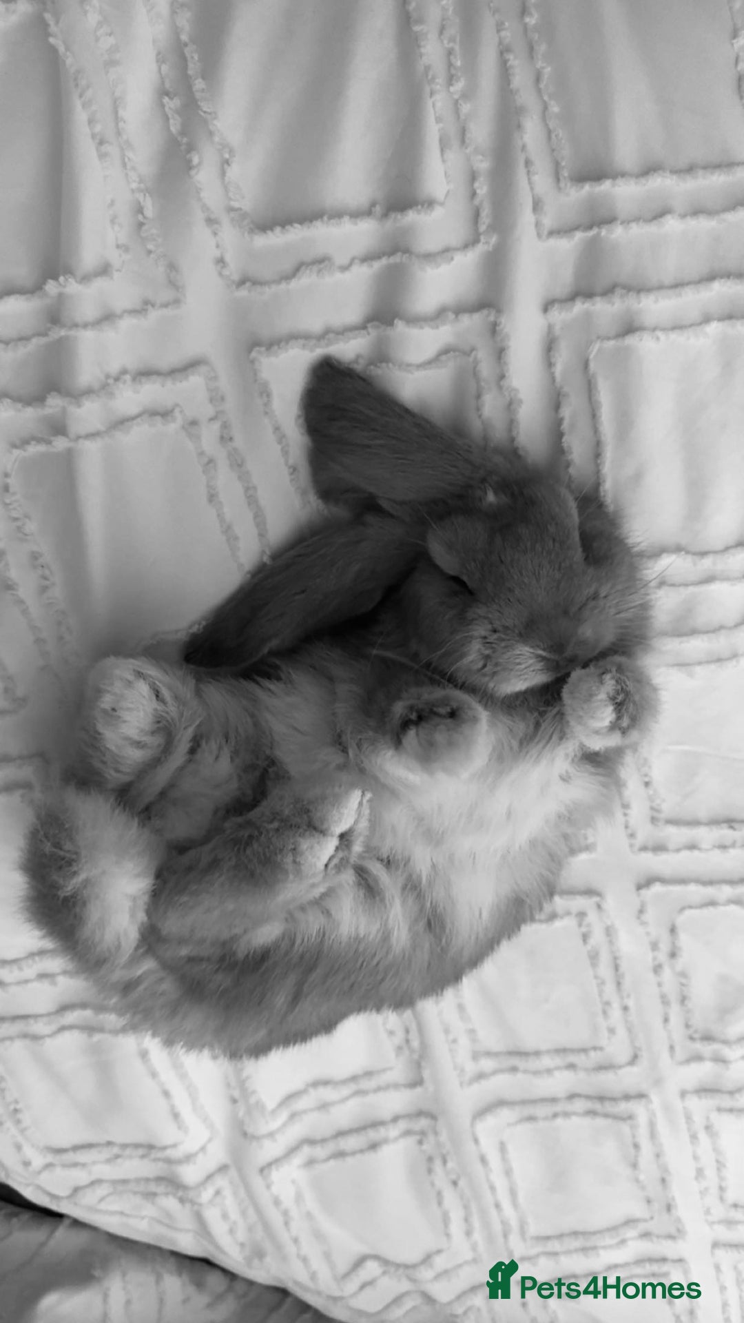Mini Lop rabbits for sale: Mini lop female  - Image 2