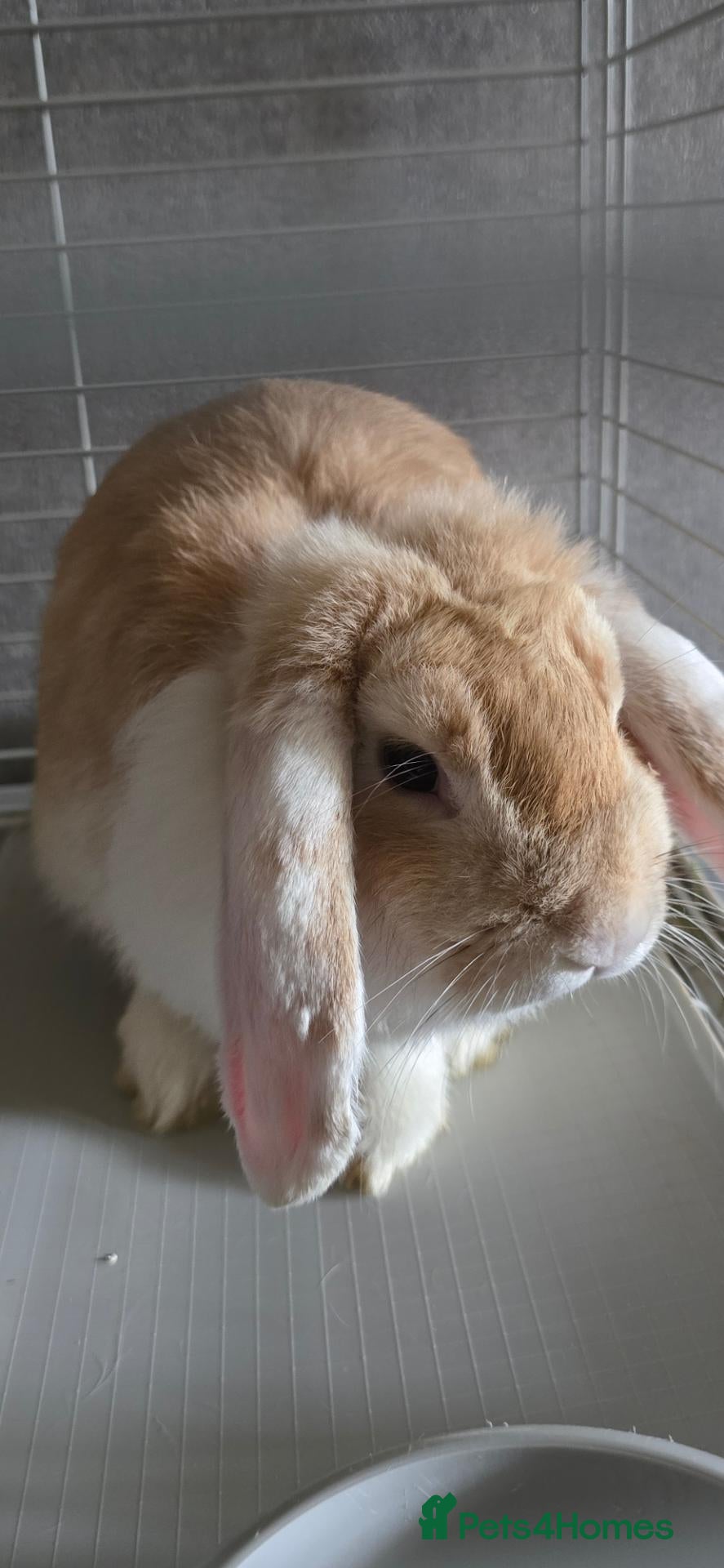Mini Lop rabbits for sale: Female bunny, very friendly - Advert 2