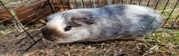 Guinea Pig rodents for sale: £20 for 2 California x male guinea pigs  - Advert 6