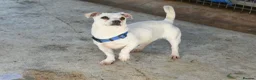 Mixed Breed dogs for adoption: Toby❤️ - Advert 5