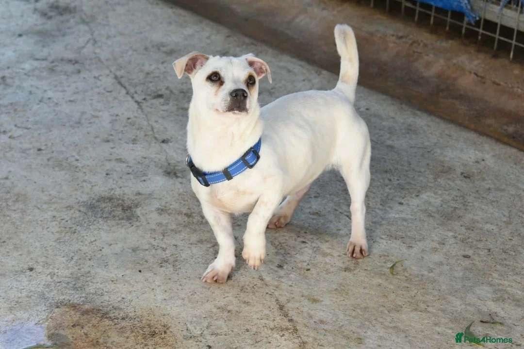 Mixed Breed dogs for adoption: Toby❤️ - Advert 5